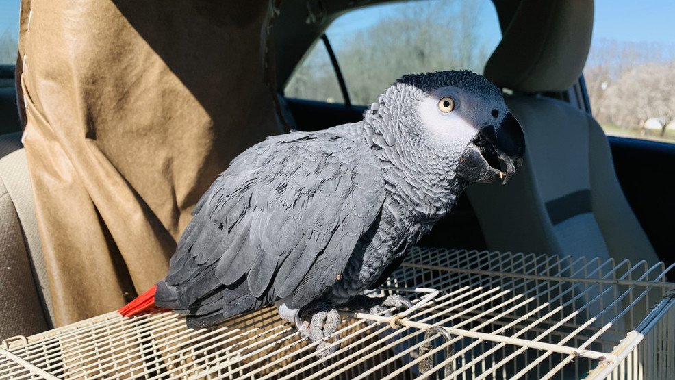 30-year-old parrot dies after being involved in Missouri car crash - WTOV Steubenville
