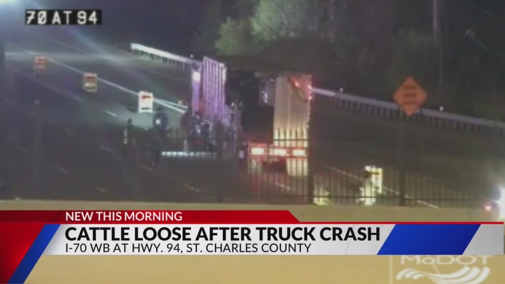 Loose cows after truck crash closes I-70 in St. Charles - KTVI Fox 2 St. Louis